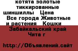 котята золотые тиккированные шиншиллы › Цена ­ 8 000 - Все города Животные и растения » Кошки   . Забайкальский край,Чита г.